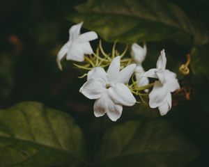 Preview wallpaper flowers, branches, stems