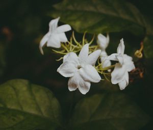 Preview wallpaper flowers, branches, stems