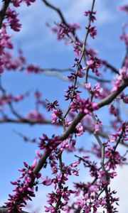 Preview wallpaper flowers, branches, tree, spring, macro