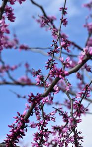 Preview wallpaper flowers, branches, tree, spring, macro