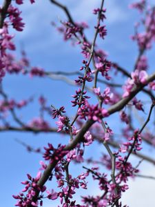 Preview wallpaper flowers, branches, tree, spring, macro
