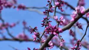 Preview wallpaper flowers, branches, tree, spring, macro