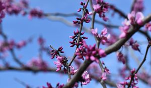 Preview wallpaper flowers, branches, tree, spring, macro