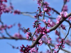 Preview wallpaper flowers, branches, tree, spring, macro