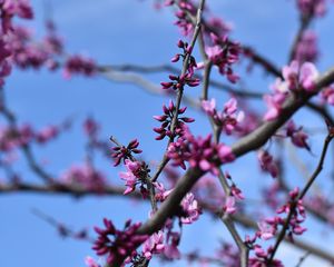 Preview wallpaper flowers, branches, tree, spring, macro
