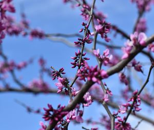 Preview wallpaper flowers, branches, tree, spring, macro