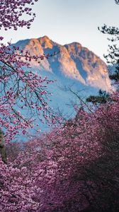 Preview wallpaper flowers, branches, trees, mountain, nature