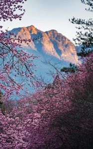 Preview wallpaper flowers, branches, trees, mountain, nature