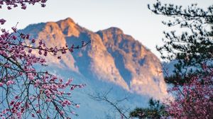 Preview wallpaper flowers, branches, trees, mountain, nature