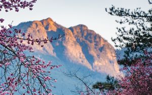 Preview wallpaper flowers, branches, trees, mountain, nature