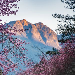 Preview wallpaper flowers, branches, trees, mountain, nature