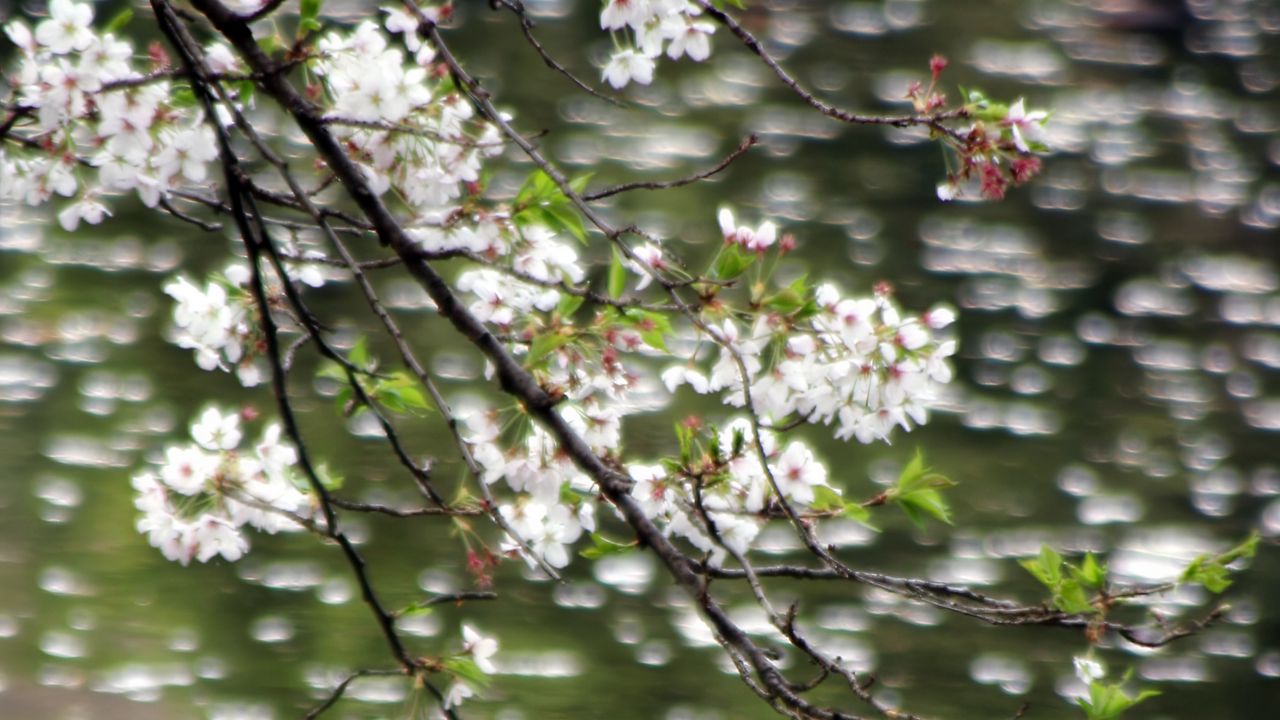 Wallpaper flowers, branches, water, blur