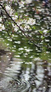 Preview wallpaper flowers, branches, water, blur