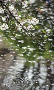 Preview wallpaper flowers, branches, water, blur