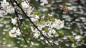 Preview wallpaper flowers, branches, water, blur