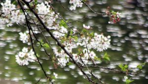 Preview wallpaper flowers, branches, water, blur