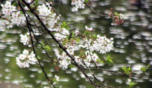 Preview wallpaper flowers, branches, water, blur