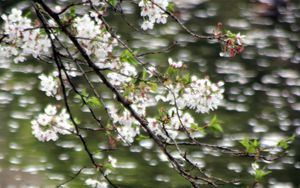 Preview wallpaper flowers, branches, water, blur