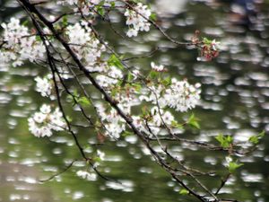 Preview wallpaper flowers, branches, water, blur