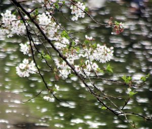 Preview wallpaper flowers, branches, water, blur