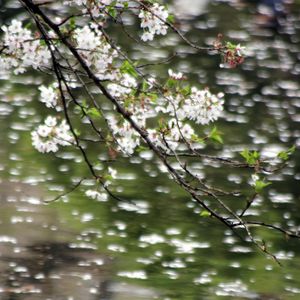 Preview wallpaper flowers, branches, water, blur