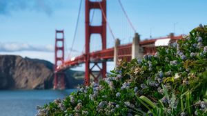 Preview wallpaper flowers, bridge, grass