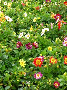 Preview wallpaper flowers, bright, colorful, positive