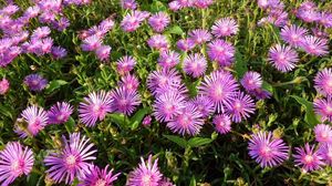 Preview wallpaper flowers, bright, flowerbed, green