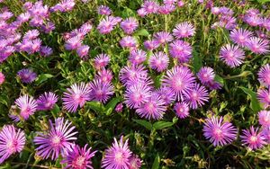 Preview wallpaper flowers, bright, flowerbed, green