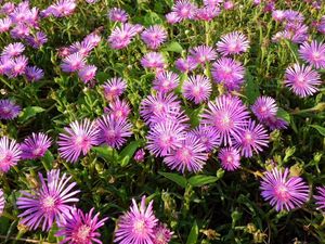 Preview wallpaper flowers, bright, flowerbed, green