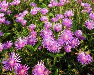 Preview wallpaper flowers, bright, flowerbed, green