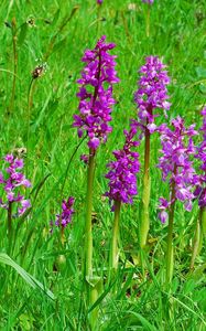 Preview wallpaper flowers, bright, green, meadow