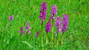 Preview wallpaper flowers, bright, green, meadow