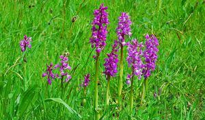 Preview wallpaper flowers, bright, green, meadow