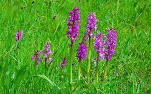 Preview wallpaper flowers, bright, green, meadow