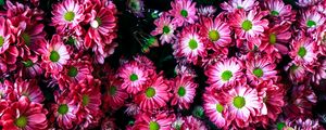 Preview wallpaper flowers, bright, many