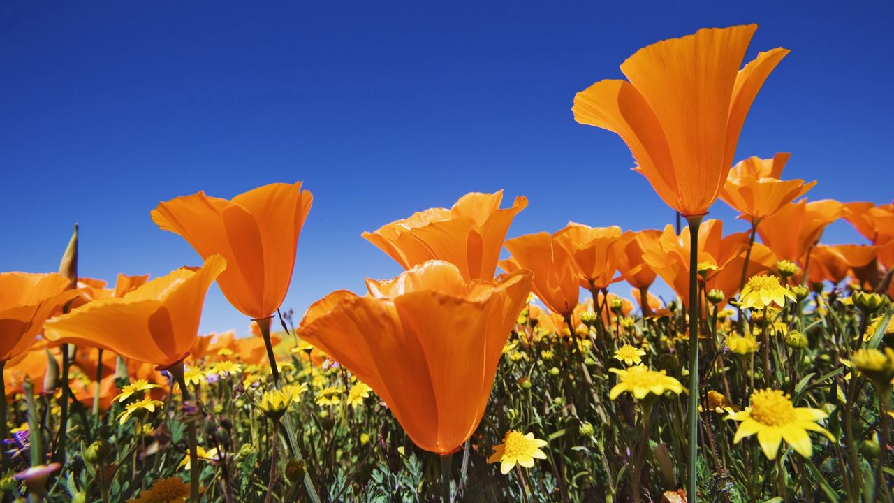 Wallpaper flowers, bright, orange, different, field, summer, sky, blue