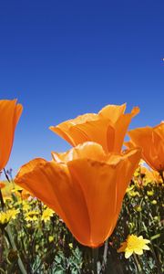 Preview wallpaper flowers, bright, orange, different, field, summer, sky, blue