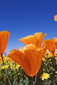 Preview wallpaper flowers, bright, orange, different, field, summer, sky, blue