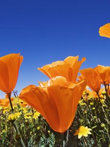 Preview wallpaper flowers, bright, orange, different, field, summer, sky, blue