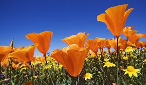 Preview wallpaper flowers, bright, orange, different, field, summer, sky, blue