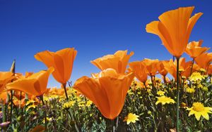 Preview wallpaper flowers, bright, orange, different, field, summer, sky, blue