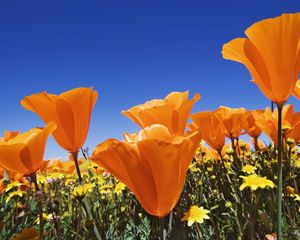 Preview wallpaper flowers, bright, orange, different, field, summer, sky, blue