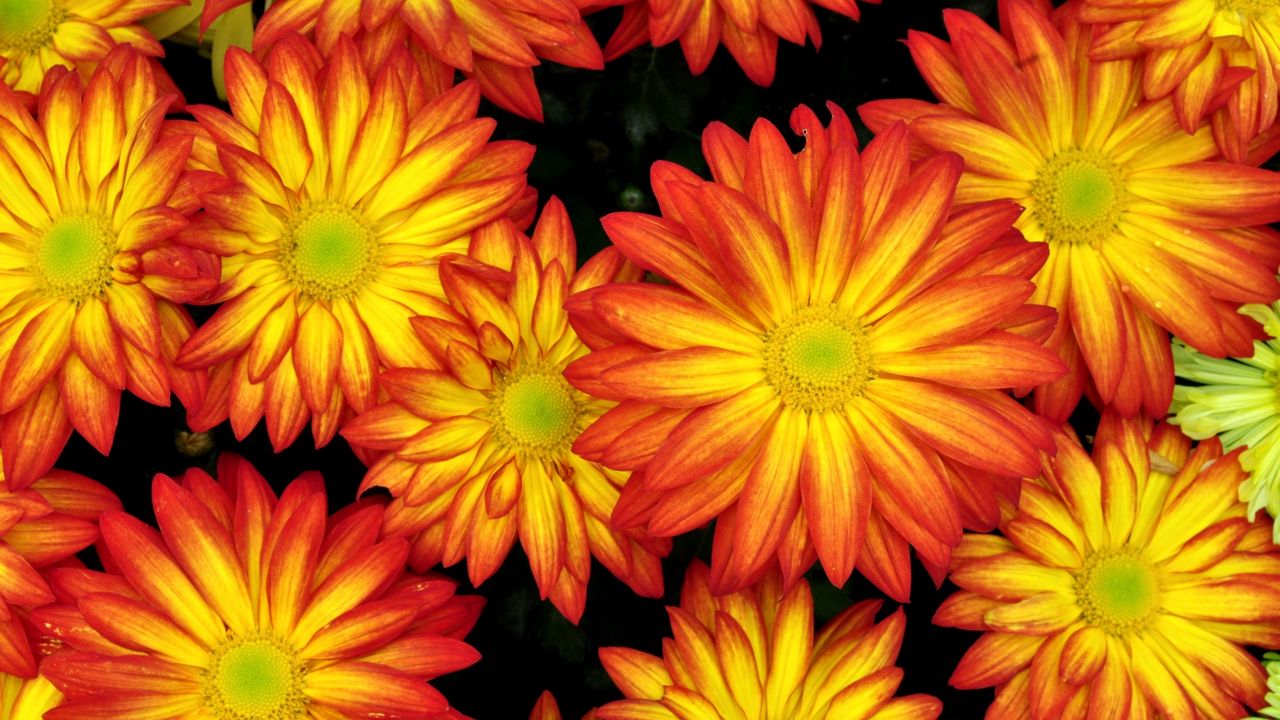 Wallpaper flowers, bright, petals, colorful, close-up