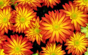 Preview wallpaper flowers, bright, petals, colorful, close-up