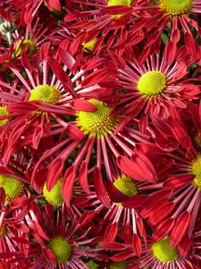 Preview wallpaper flowers, bright, petals, many, close-up