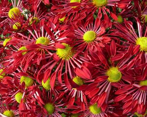 Preview wallpaper flowers, bright, petals, many, close-up