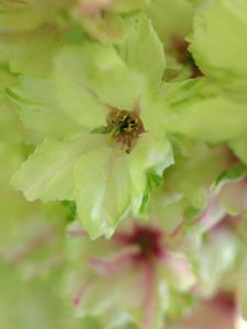 Preview wallpaper flowers, bright, petals