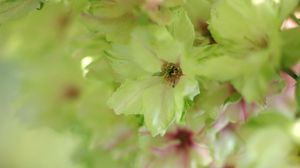 Preview wallpaper flowers, bright, petals