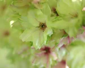 Preview wallpaper flowers, bright, petals